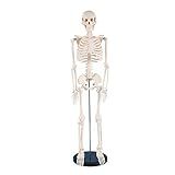 KobeIeen Modelo De Esqueleto Humano Para