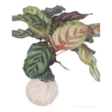Kokedama De Maranto Pavao