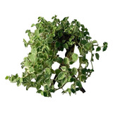 Peperomia