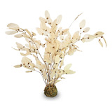 Kokedama Desidratada Brancura Eterna