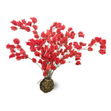 Kokedama Desidratada Paixao Rubi