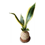 Kokedama Espada De Santa Barbara Planta Natural Sansevieria