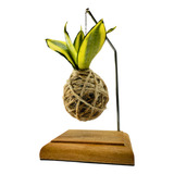 Kokedama Mini Suculenta Suporte