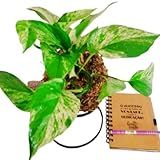 Kokedama Planta Jiboia Marble Queen Rara Ou Jiboia Branca Arranjo Natural