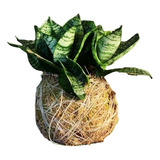 Sansevieria