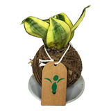 Dracaena