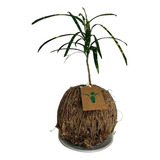Codiaeum