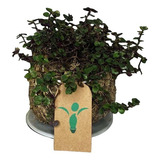 Repens
