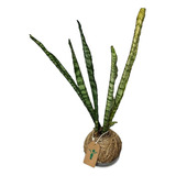 Sansevieria