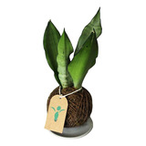 Dracaena