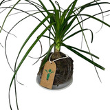 Beaucarnea