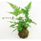 Kokedamas Plantas Naturais
