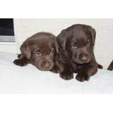 Labrador Chocolate Lindos Filhotes Disponíveis