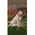 Labrador Retriever Cor Champanhe