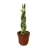 Lança De São Jorge Planta Natural Com Vaso Feng Shui
