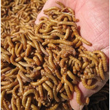 Larva De Tenebrio Molitor   100 Larvas Vivas  