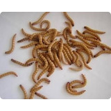 Larva De Tenebrio Monitor 100 Larvas