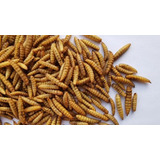 Larvas Desidratadas De Bsf  bichinho Da Laranja  1 Kg