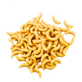 Larvas Do Bichinho Da