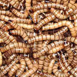 Larvas Tenebrios Gigantes Vivos Alimento Para Pets 200u