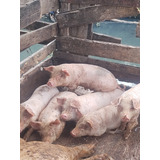 Leitoes Da Raca Landrace