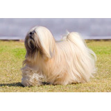 Lhasa Apso Filhotes Macho Disponível