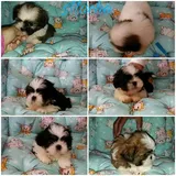 Lhasa Apso Lindos Filhotes