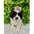 Lhasa Apso Mini