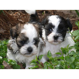 Lhasa Apso Perfeitos Filhotes