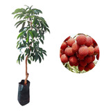 Rambutan