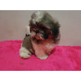 Linda Femea De Shih