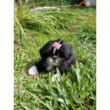 Linda Femea De Shihtzu