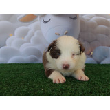 Linda Filhote Border Collie