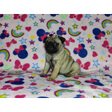 Linda Filhote De Pug