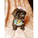 Linda Filhote De Shih