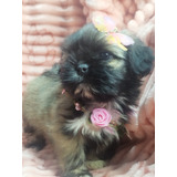 Linda Filhote De Shih