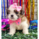 Linda Filhote De Shih