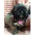 Linda Filhote De Shih Tzu Fêmea