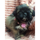 Linda Filhote De Shih