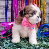 Linda Filhote De Shih