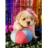 Linda Filhote De Shitzu Com Pedigree
