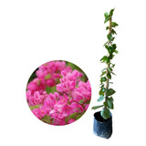 Plantio
