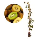 Linda Muda De Kiwi Fêmea