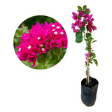 Bougainvillea