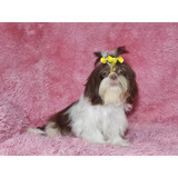 Linda Shih Tzu Femea