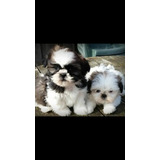 Lindas Femeas Shih Tzu Rostinho Bem Achatado