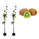 Lindas Mudas De Kiwi Enxertado Macho E Fêmea