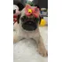 Lindíssima Filhote De Pug