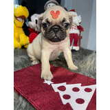 Lindissima Filhote Pug Abricot