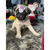 Lindissimas Filhotes De Pug